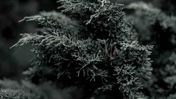Juniper Needles Evergreen Wallpaper