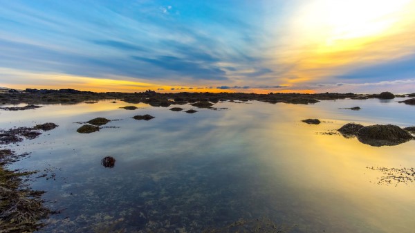 Lake Algae Horizon Wallpaper