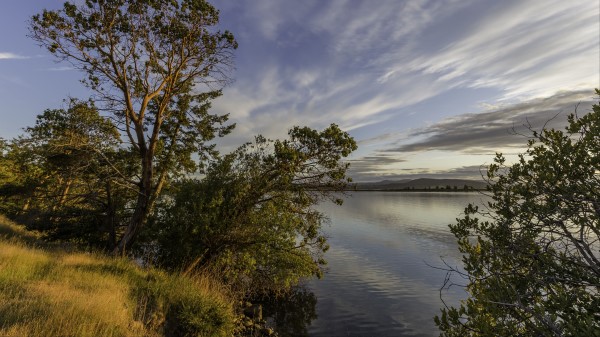 Lake Branches Horizon Wallpaper