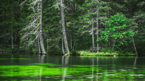 Lake Coast Forest Image Wallpaper