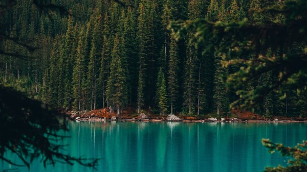 Lake Coast Forest wallpaper