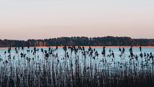Lake Coast Reed Wallpaper