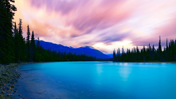 Lake Coast Spruce Wallpaper