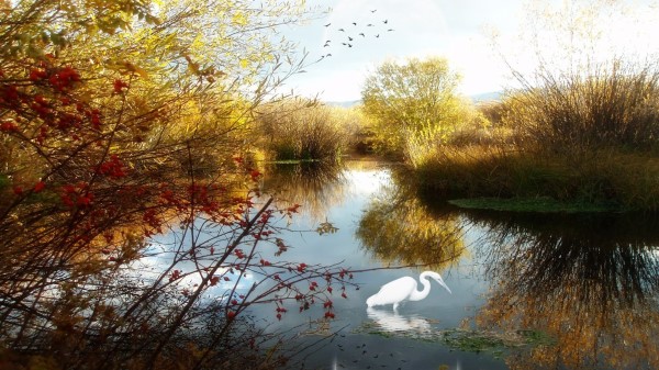 Lake Crane Phantom Trees Birds Wallpaper