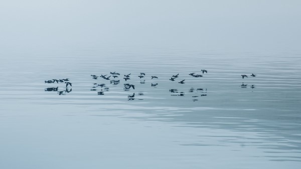 Lake Fog Birds Wallpaper