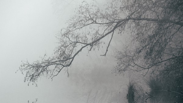 Lake Fog Branches Wallpaper