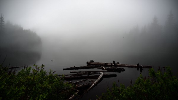 Lake Fog Bushes Wallpaper