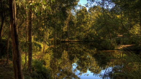 Lake Forest Landscape Wallpaper