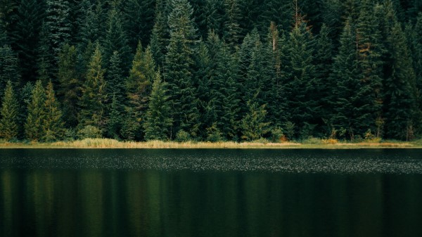 Lake Forest Shore Wallpaper
