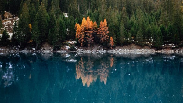 Lake Forest Slope Wallpaper