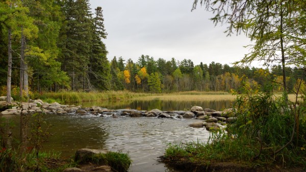 Lake Forest Trees Photo Wallpaper