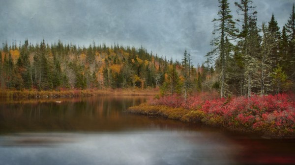 Lake Forest Trees Picture Wallpaper