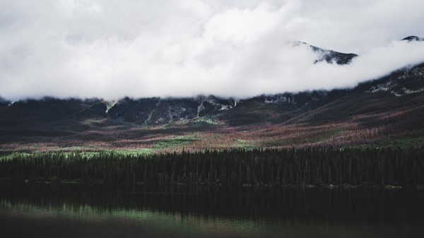 Lake Forest Trees Wallpaper