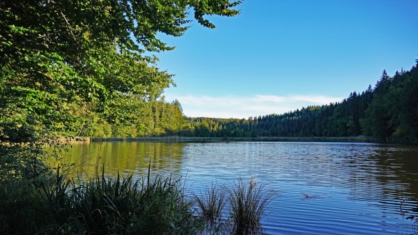 Lake Grass Branches Wallpaper