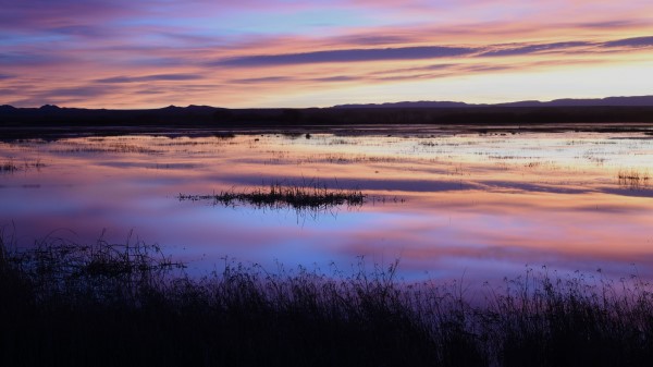 Lake Grass Dusk Wallpaper
