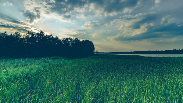 Lake Grass Trees Evening Wallpaper