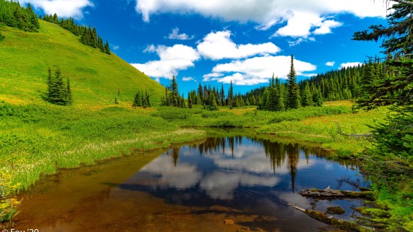 Lake Meadow Trees Wallpaper