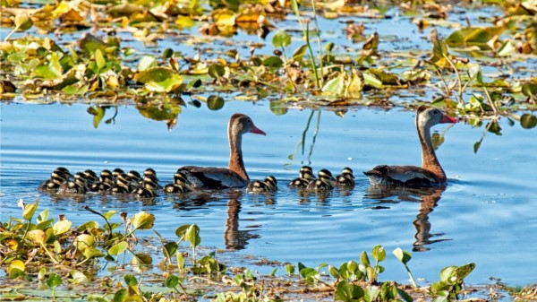 Lake Pond Lilies Water Lilies Birds Ducks Ducklings Family Wallpaper