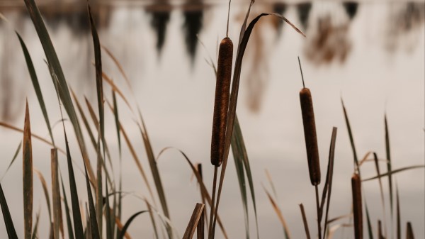 Lake Reed Grass Wallpaper