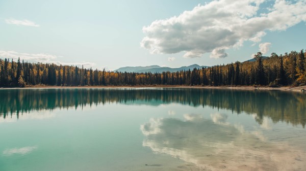 Lake Shore Trees Image Wallpaper