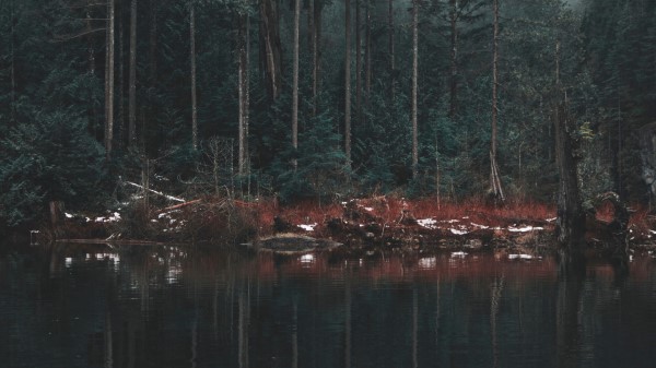 Lake Shore Trees Wallpaper
