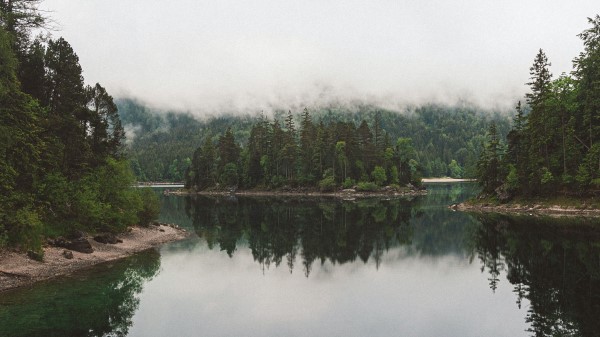 Lake Spruce Trees Wallpaper