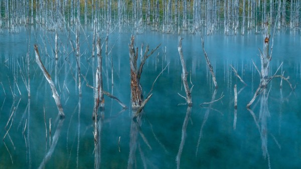 Lake Swamp Trees Wallpaper