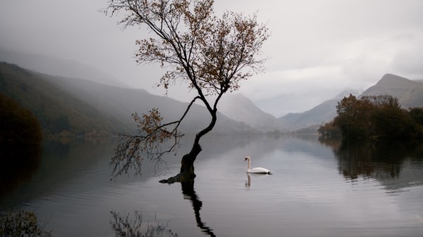 Lake Swan Autumn Wallpaper