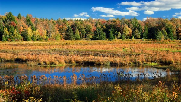 Lake Trees Autumn Image Wallpaper