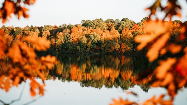 Lake Trees Autumn Wallpaper