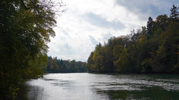 Lake Trees Branches Wallpaper