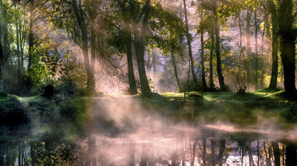Lake Trees Fog Picture Wallpaper