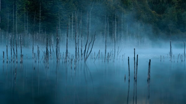 Lake Trees Fog Wallpaper