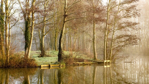 Lake Trees Forest Wallpaper