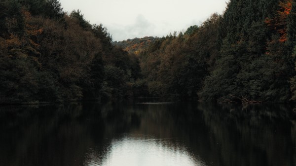 Lake Trees Shore Wallpaper