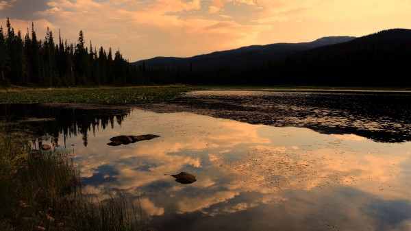 Lake Trees Spruce Image Wallpaper