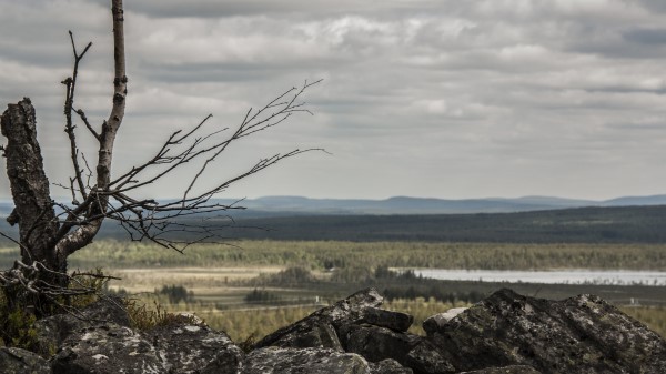 Lapland Stones Wood Wallpaper