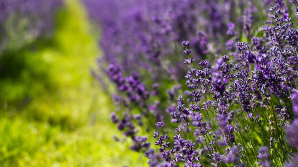 Lavender Flowers Lilac Summer Wallpaper