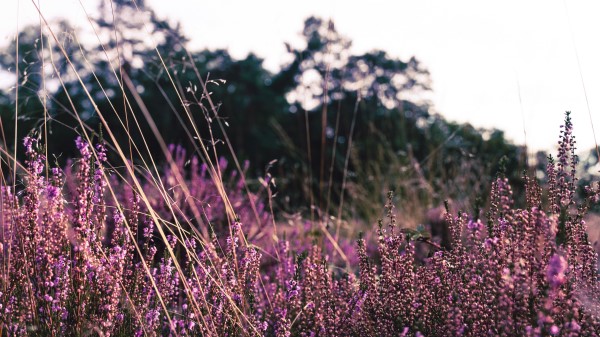 Lavender Flowers Purple Wallpaper