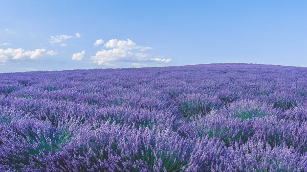 Lavender Wildflowers Flowers Wallpaper