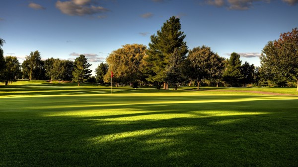 Lawn Field Golf Tree Wallpaper