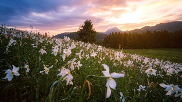 Lawn Flowers Mountains Wallpaper