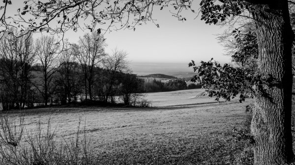 Lawn Landscape Bw Wallpaper