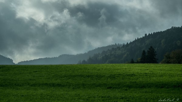 Lawn Mountains Forest Wallpaper