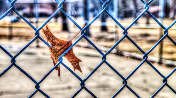 Leaf Autumn Fence Wallpaper