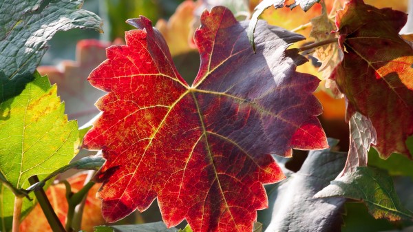 Leaf Autumn Vines Branches Wallpaper