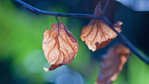 Leaf Branch Nature Wallpaper