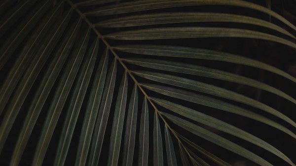 Leaf Carved Plant Green Wallpaper