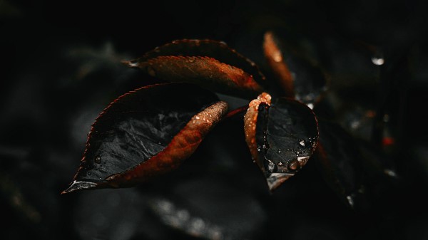 Leaf Drop Plant Wallpaper