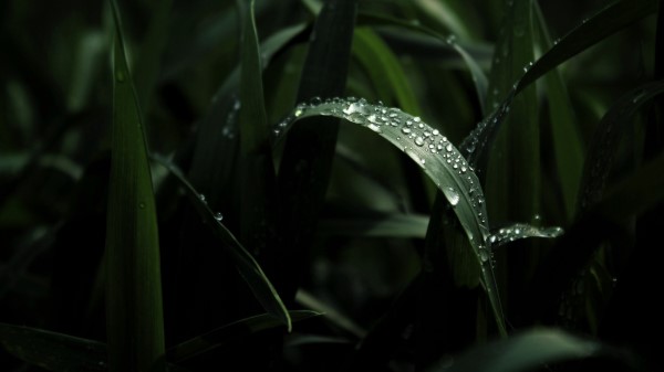 Leaf Drops Macro Wallpaper